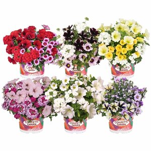 Confetti Garden mix²