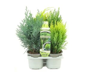 Conifer mix - 6-pack
