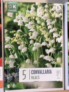 CONVALLARIA MAJALIS