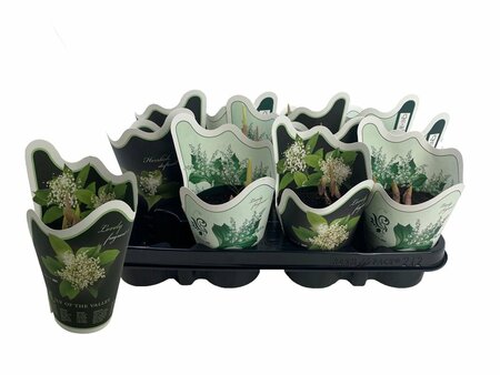 Convallaria majalis  P9