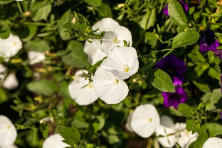 CONVOLVULUS cneorum