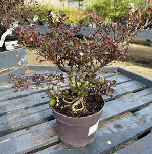 Coprosma 'Chocolate Soldier'