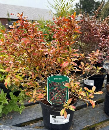 COPROSMA EVENING GLOW