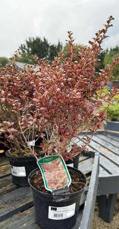COPROSMA FIREBURST