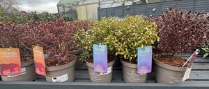 COPROSMA IN VARIETIES