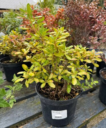 Coprosma 'Lemon and Lime'