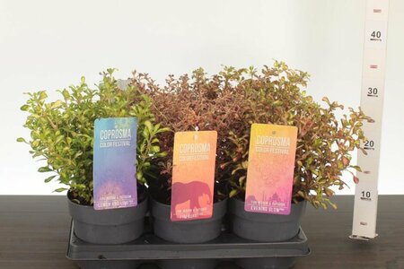 Coprosma mix 1.5 Ltr pot