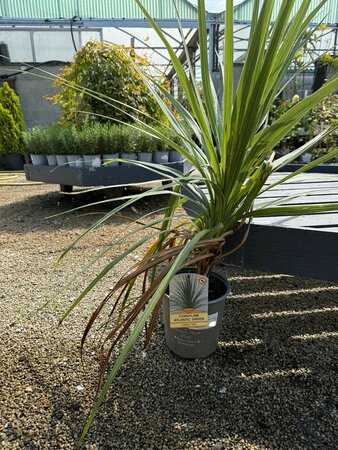 CORDYLINE A. ATLANTIC GREEN