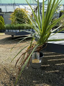 CORDYLINE A. ATLANTIC GREEN