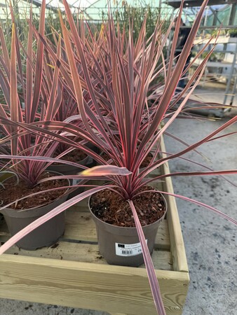 CORDYLINE A. CHARLIE BOY