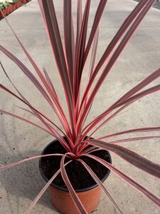 CORDYLINE A. CHARLIE BOY