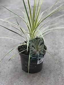 CORDYLINE A. LIME PASSION