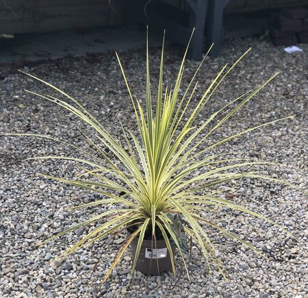 CORDYLINE A. LIME PASSION
