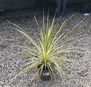 CORDYLINE A. LIME PASSION - image 2