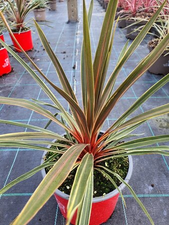 CORDYLINE A. MAGIC STAR