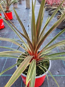 CORDYLINE A. MAGIC STAR