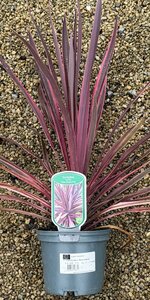 CORDYLINE A. PASO DOBLE