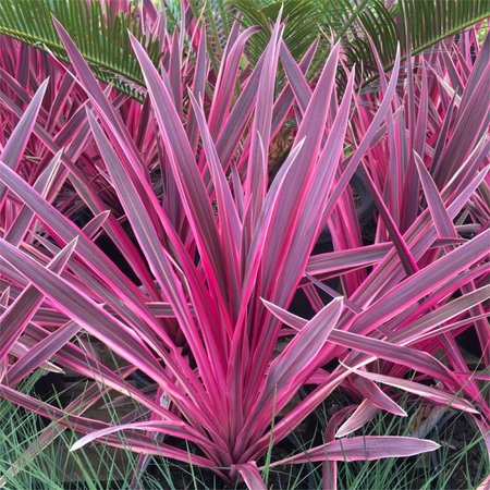 CORDYLINE A. PINK PASSION