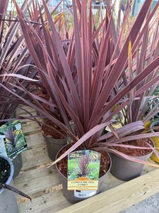 CORDYLINE A. RED COMET