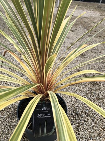 CORDYLINE A. TORBAY DAZZLER