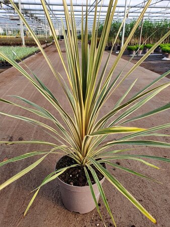 CORDYLINE A. TORBAY DAZZLER