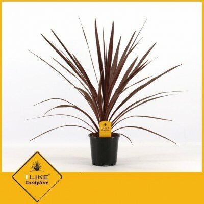 Cordyline aus.red star