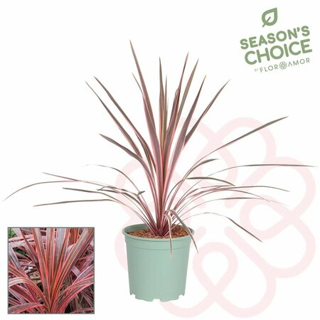 Cordyline aust. 'Southern Splendour'
