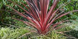 Cordyline austr. 'Charlie Boy'