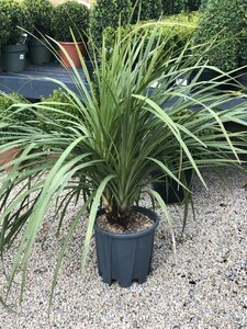 CORDYLINE australis 125-150cm Multistem