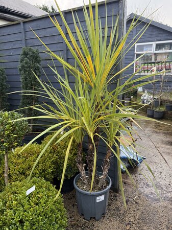 CORDYLINE australis 125-150cm Multistem