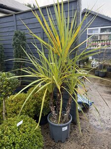 CORDYLINE australis 125-150cm Multistem