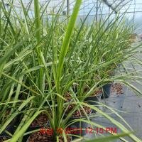 CORDYLINE australis