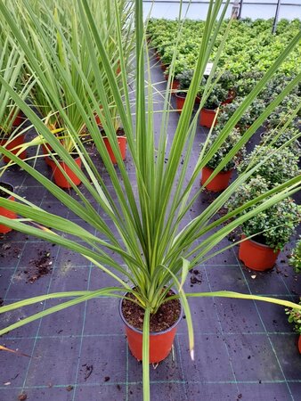 CORDYLINE AUSTRALIS