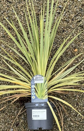 CORDYLINE australis Lime Passion