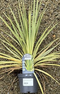 CORDYLINE australis Lime Passion
