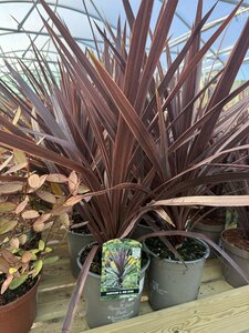 CORDYLINE AUSTRALIS RED STAR