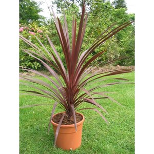 CORDYLINE AUSTRALIS RED STAR