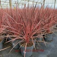CORDYLINE Charlie Boy