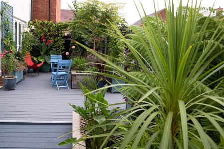 CORDYLINE IN VARIETIES