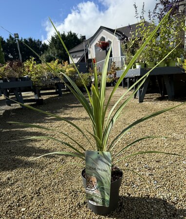 Cordyline ind. 'Peko'
