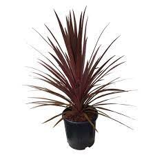 Cordyline red star 10L