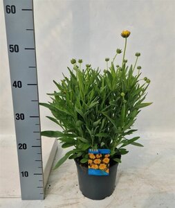 Coreopsis grand. 'Early Sunrise'