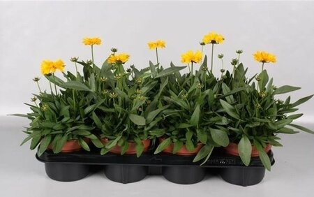 Coreopsis grand. 'Presto'