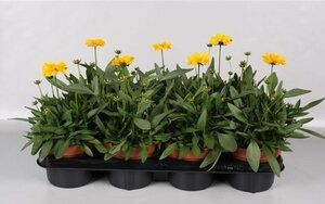 Coreopsis grand. 'Presto'