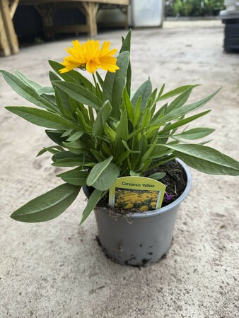 Coreopsis Yellow - image 2