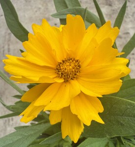 Coreopsis Yellow - image 1