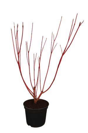 CORNUS ALBA SIBERICA