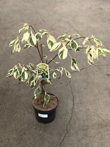 Cornus controversa 'Variegata' 40-50 CM