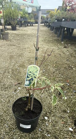 Cornus controversa 'Variegata' 40-50CM