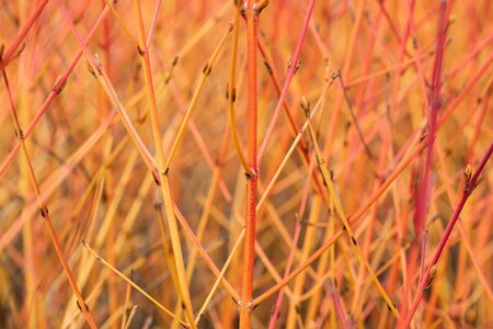 CORNUS S. MIDWINTER FIRE